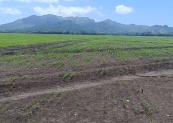 Inicia la siembra de arroz mecanizado en Chame
