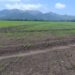 Inicia la siembra de arroz mecanizado en Chame