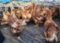 Productores de Panamá Oeste piden acceso a recursos de contingencia