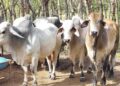 Productores de Panamá Oeste advierten “crisis” ante amenaza de El Niño