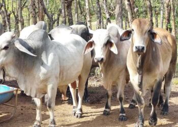 Productores de Panamá Oeste advierten “crisis” ante amenaza de El Niño