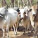 Productores de Panamá Oeste advierten “crisis” ante amenaza de El Niño