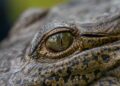 ¿Sobrepoblación de cocodrilos o invasión de su habitad? establecen medidas de prevención