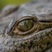¿Sobrepoblación de cocodrilos o invasión de su habitad? establecen medidas de prevención