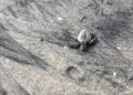 Playa Caracol Resorts celebra la liberación de tortugas marinas y refuerza su compromiso con la conservación en Chame
