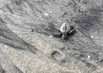 Playa Caracol Resorts celebra la liberación de tortugas marinas y refuerza su compromiso con la conservación en Chame