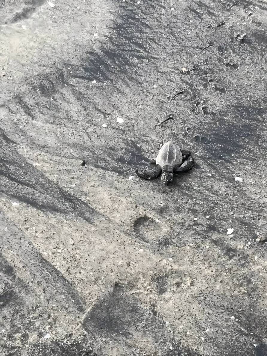 Playa Caracol Resorts celebra la liberación de tortugas marinas y refuerza su compromiso con la conservación en Chame