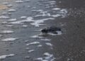 Arraiján se suma a la conservación de tortugas marinas