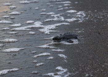 Arraiján se suma a la conservación de tortugas marinas
