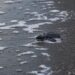 Arraiján se suma a la conservación de tortugas marinas