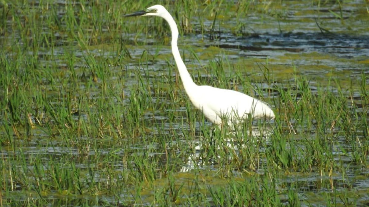 Great-egret-at-Broz - 1024x768