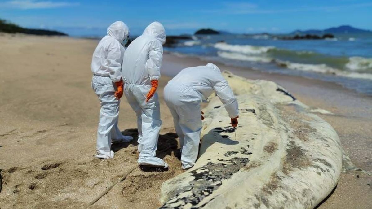 MiAMBIENTE-coordina-atencion-ante-varamiento-de-tiburon-ballena-en-Playa-Veracruzuytu (2)