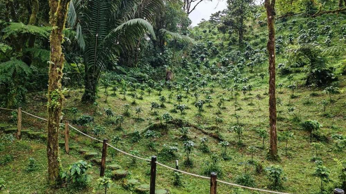 plantacion-de-cafe (1)